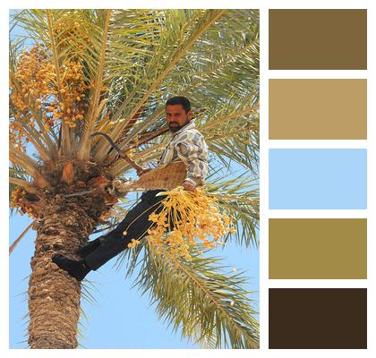 Iraq Harvesting Date Tree Image